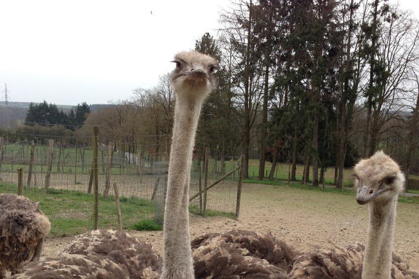 Autrucherie du Doneû